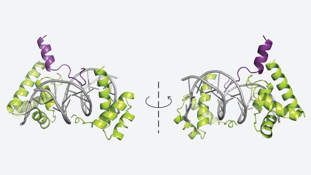 3D structure of a protein-DNA complex shown in mirrored orientation, with helices in green and purple.