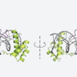 3D structure of a protein-DNA complex shown in mirrored orientation, with helices in green and purple.