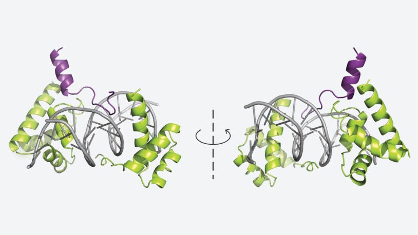 3D structure of a protein-DNA complex shown in mirrored orientation, with helices in green and purple.