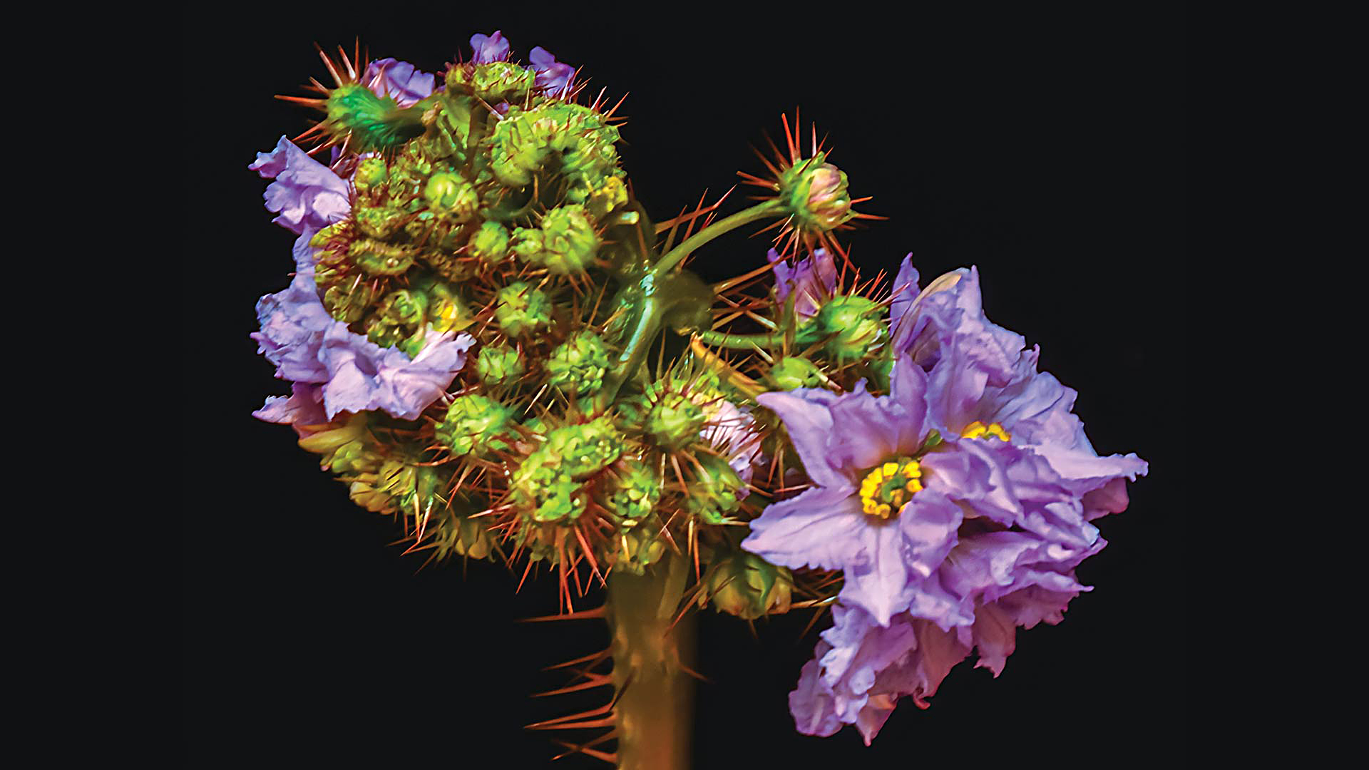 Purple flowers with yellow centers bloom amid spiky orange thorns on a stem against a black background.