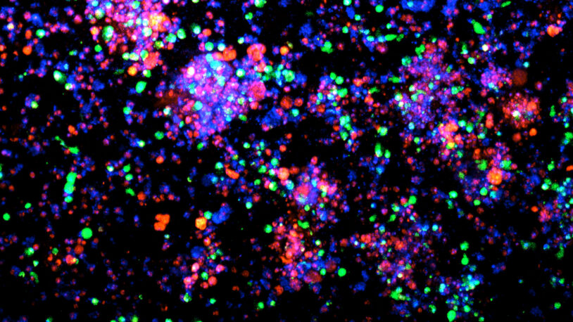 Fluorescence microscopy image showing colorful glowing cells in green, blue, red, and pink against a black background.