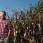 Professor David Jackson standing in front of a field of maize.