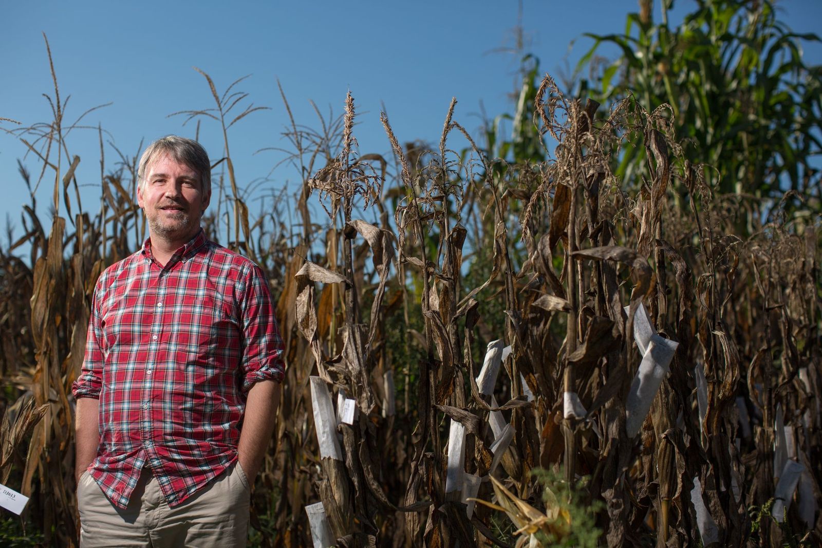 Professor David Jackson standing in front of a field of maize.